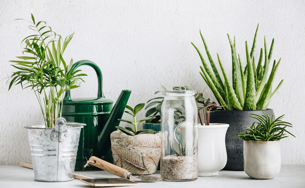 Collection of various cactus and succulent plants in different pots. Minimalistic Home decor and gardening concept. Stylish interior with a lot of plants